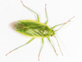 Lygocoris rugicollis
